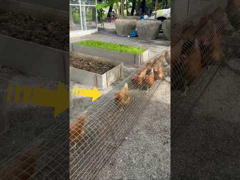 ممرات مصنوعة خصصيا للدجاج للتمشي