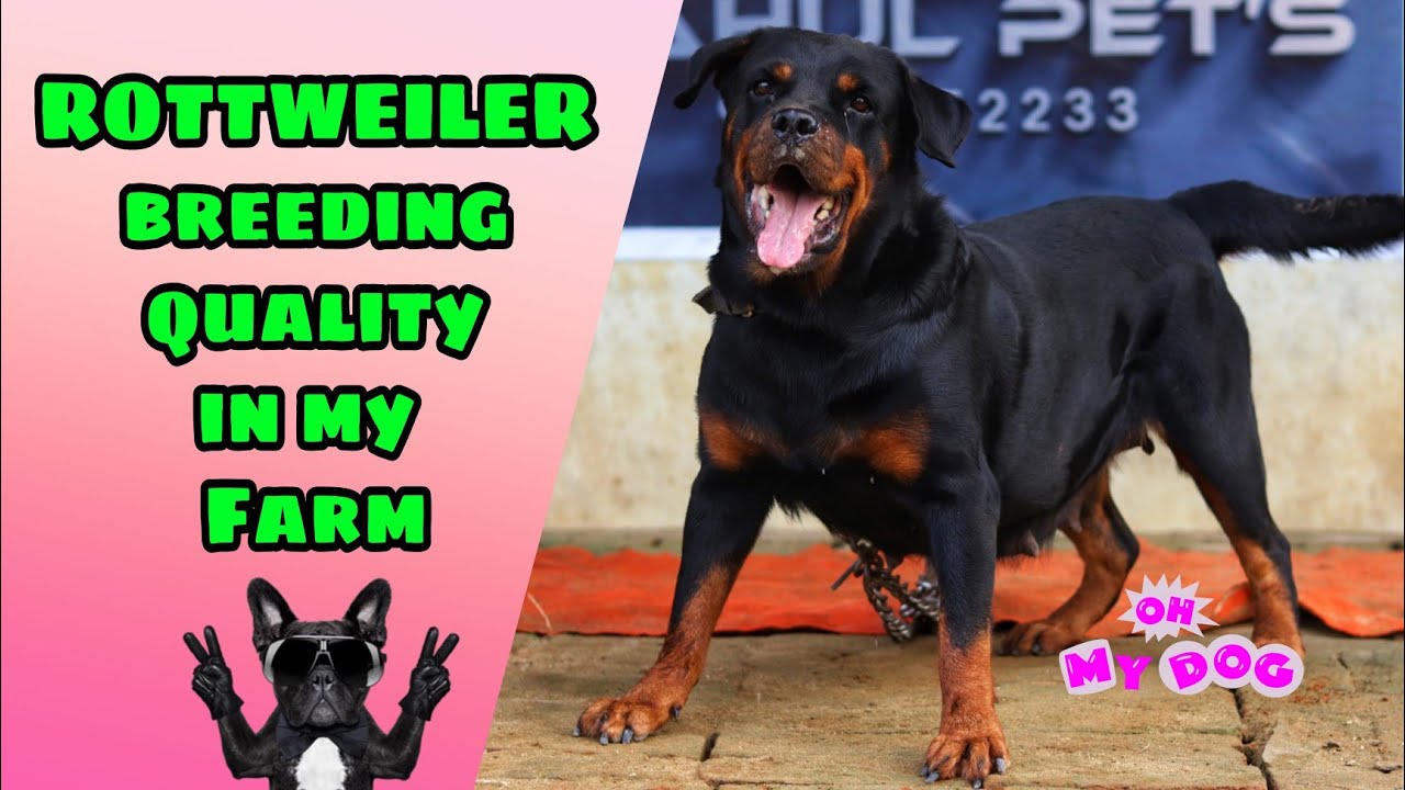 Rottweiler // Dog kennel Varanasi //Rotties quality in my Farm breeding
