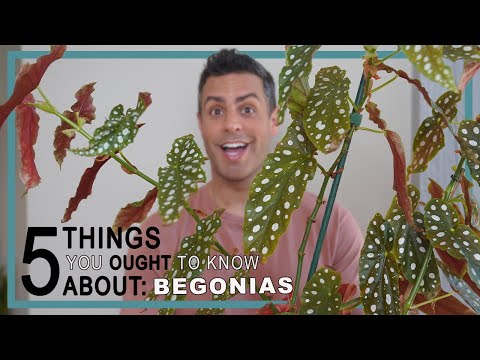 Video: De ce frunzele de begonia devin roșii?