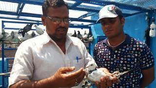 Parvez Warsi Madrasi Pigeons Part 2 By Kamal Arora