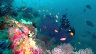 Diving Havelock,Andaman Islands 2014