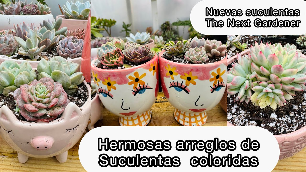 TRASPLANTANDO NUEVAS SUCULENTAS Hermosos arreglos de succulents