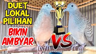 Duet Pilihan Perkutut Lokal Gacor bikin AMBYARRR