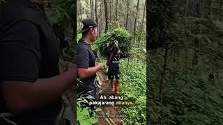 😱 Ngamuk Saat Dilepas! Reaksi Bunglon Betina yang Ngeri Banget!