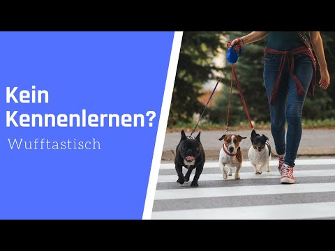 Video: 7 Gründe, warum Hunde Familie sind