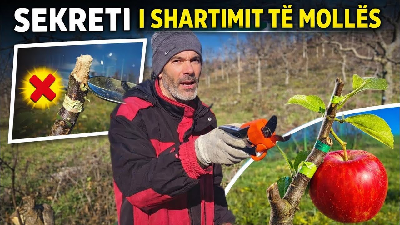 Si Bëhet Shartimi i Mollës dhe Rregullimi i Saj – Këshilla Praktike dhe pse pak heret.