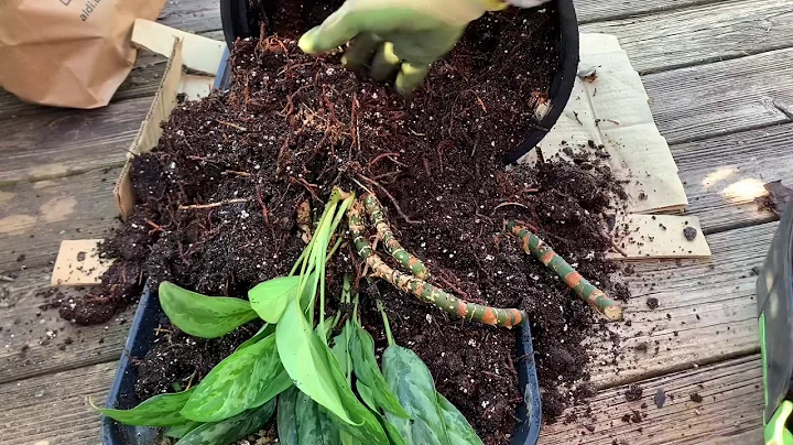 Propagating Chinese evergreen (Aglaonema)