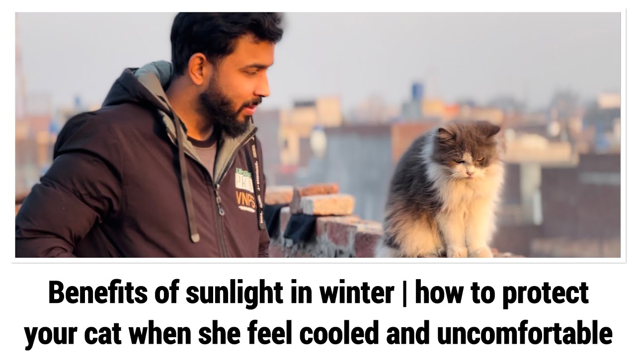 Benefits of sunlight in winter | how to protect your cat when she feel cooled and uncomfortable