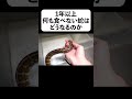1年以上何も食べない蛇はどうなるのか