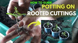 Potting on Cuttings Taken in Early Summer | How to Check Cuttings Have Rooted | Cuttings Aftercare
