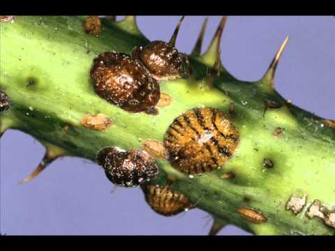 Coccoidea (Cochinillas).wmv