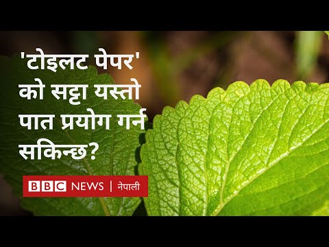 Natural 'Toilet' Paper: के 'टोइलट पेपर' को सट्टा बिरुवाको पात प्रयोग गर्न सकिन्छ?--BBC Nepali Sewa