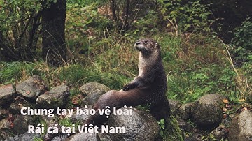 Những gì bạn chưa biết về 4 loài Rái cá đang có nguy cơ tuyệt chủng tại Việt Nam