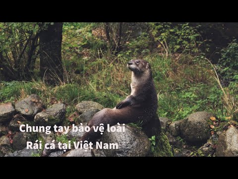 Video: Rái cá da trắng: mô tả, đặc điểm và môi trường sống