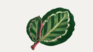 Maranta Illustris, 1 Hour Botanical Leaf Art for TV with Ambient 528Hz Music screenshot 1