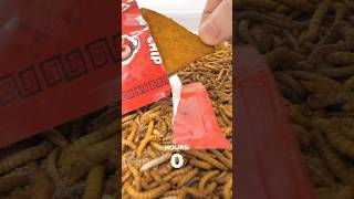 Hot Chip Vs. Mealworms Timelapse