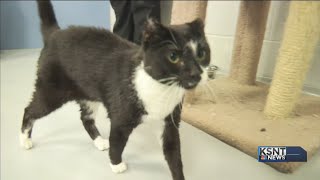 Adopt-A-Pet: February 28, 2019