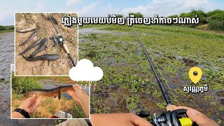 បន្ទាប់ពីភ្លៀងមួយមេធំយប់មិញ មកបឹងធំម្តង ពិតជាមិនខកបំណង ត្រីខាំកាចៗណាស់ #សុវណ្ណភូមិ #បឹង #Fishing