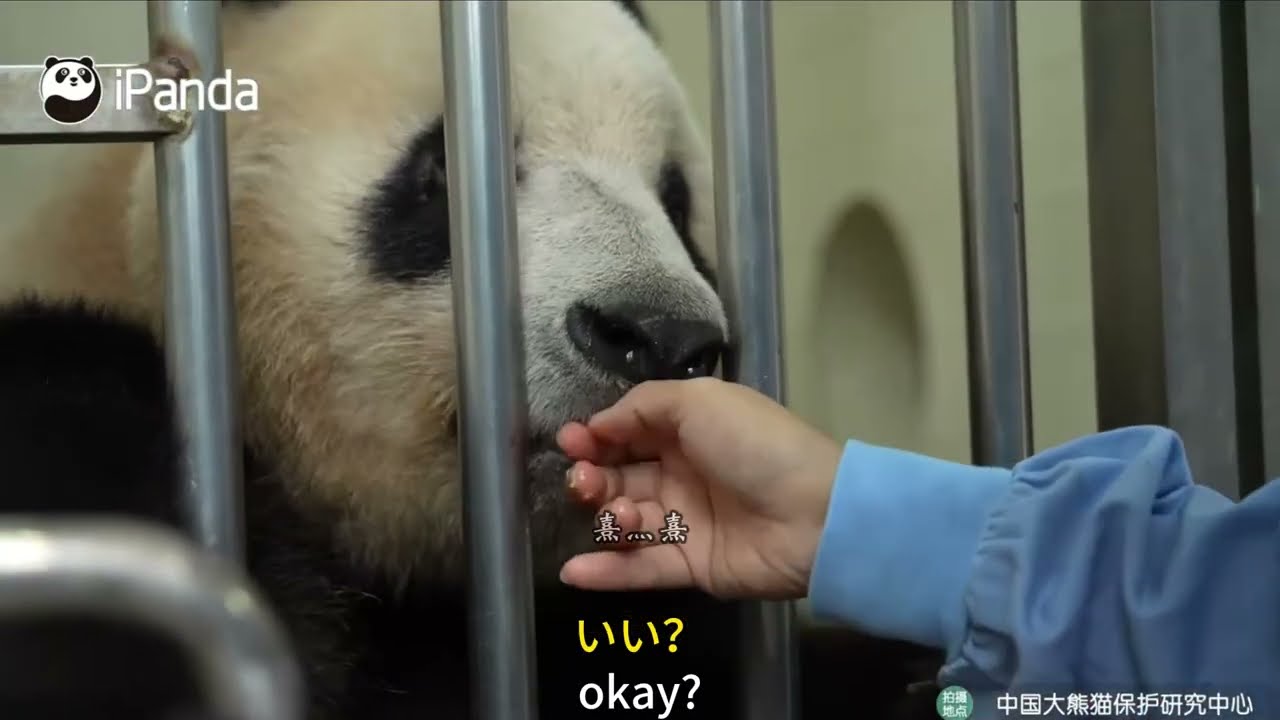 Autumn with Returnee Pandas — Xiang Xiang Indoors  帰還パンダと秋 — シャンシャン（屋内）