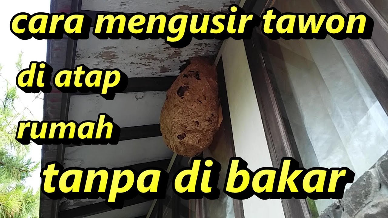 CARA MENGUSIR TAWON DI ATAP RUMAH TANPA DI BAKAR 