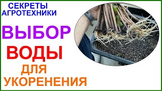 В какой воде лучше укоренять черенки винограда?