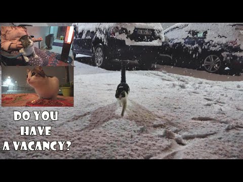 Video: Kaip pašalinti kačių šlapimą iš betono