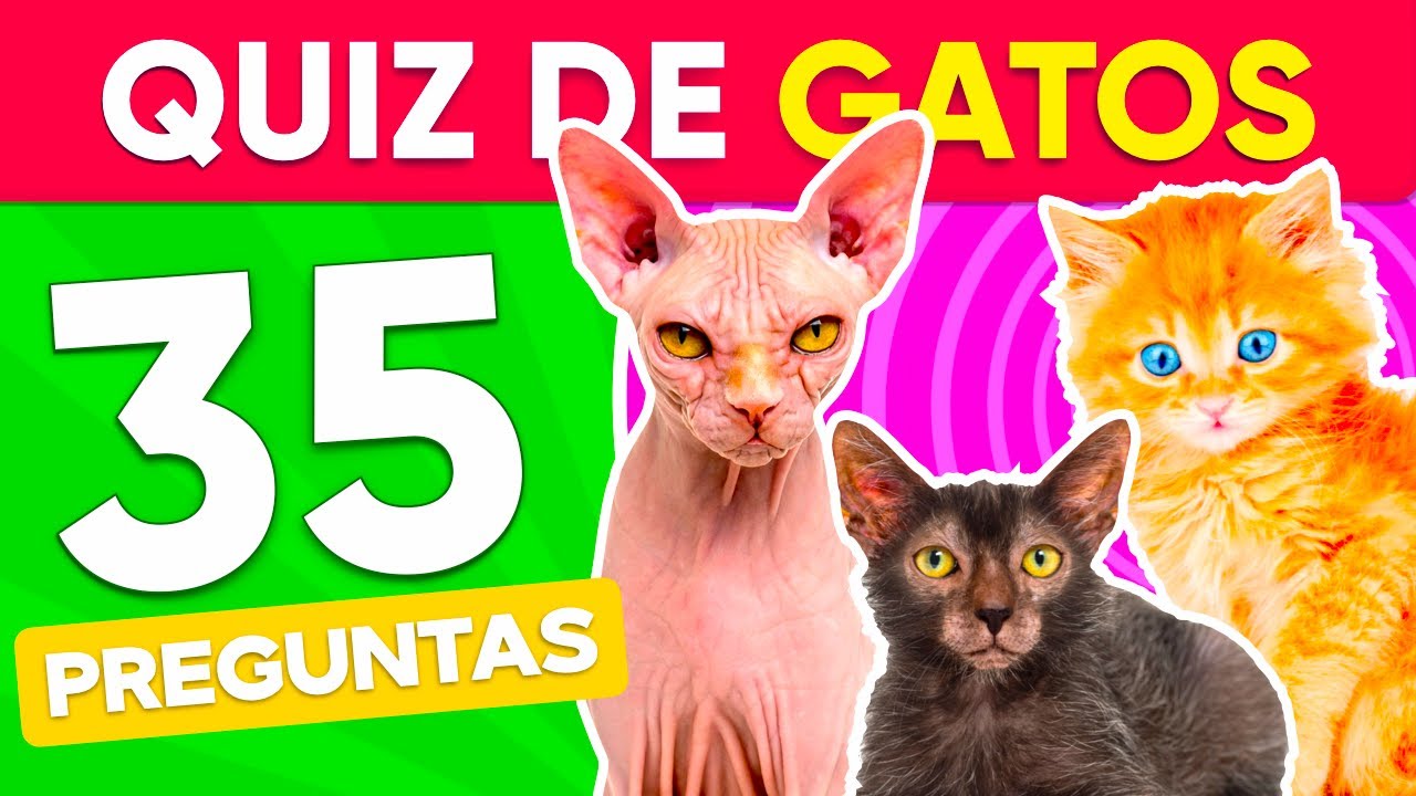 35 PREGUNTAS SOBRE LOS GATOS 😼😻 ¿Cuánto Sabes de los Gatos? YouTube