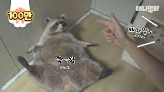 A Bit Chubby But The World's Happiest Raccoon