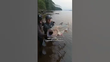 Рыба Голиаф гроза всех рыб!