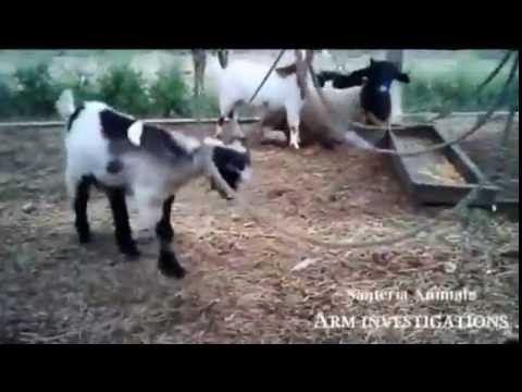 NBC NEWS..... Proenza Farms Raid