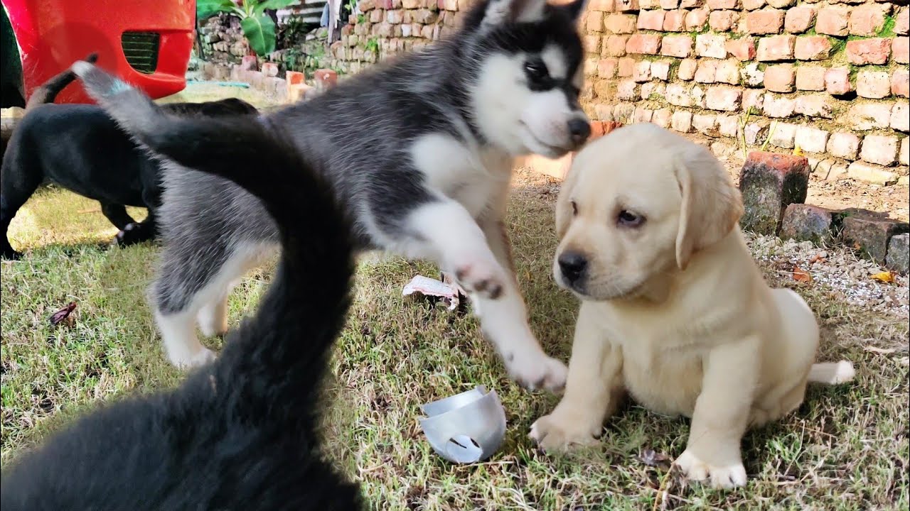 labrador husky puppy