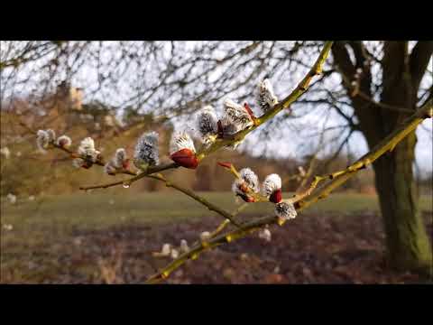 Video: Proč Se Svátek Nazývá „Květná Neděle“