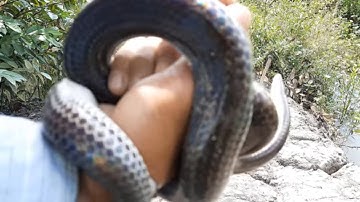 Nghề Săn Bắt Rắn Vào Mùa Nước Nổi Ở Miền Tây # SĂN BẮT ĐỒNG THÁP #