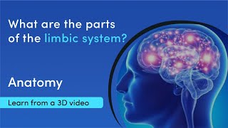 What does the limbic system consist of? | MediMagic | 3D videos