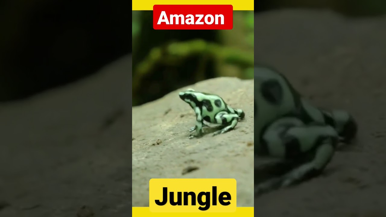 A frog running on a rock 