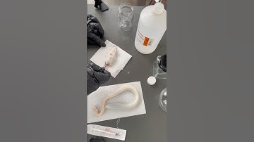 Creating a Wet Specimen. Preserving snake and mouse #snake  #snakebreeder￼ #mouse #fyp #darkart #art