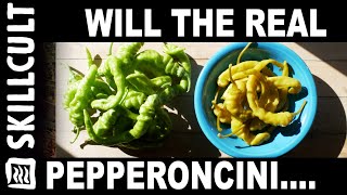 Authentic Pepperoncini, How To Make and Store All Year