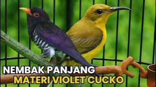 Masteran sogon materi violet cuckoo | Sogon materi kedasih ungu | masteran sogon materi mewah 2025