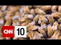 Bee Encounter and Management Questions