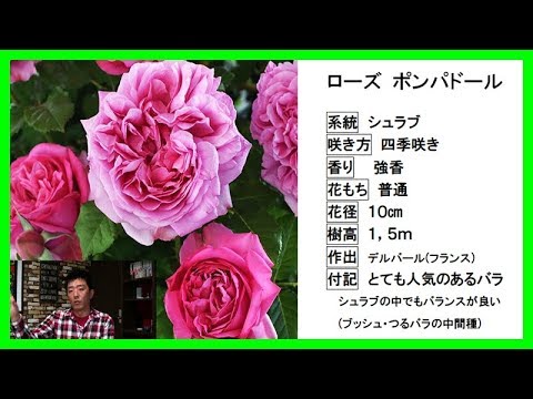 実直な品種レビュー ローズ ポンパドール 三拍子揃ったバラ 色 形 香り Youtube