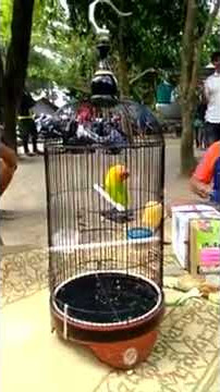 Gaya main Sang Legenda Lovebird Kusumo Bikin Jatuh Cinta Kicau Mania