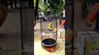 Gaya main Sang Legenda Lovebird Kusumo Bikin Jatuh Cinta Kicau Mania