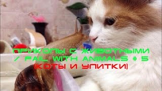 Приколы с животными / fail with animals # 5 (коты и улитки)