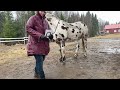 Can a Horse Stay Accurate Under Distraction? Blind Letter Test in the Rain