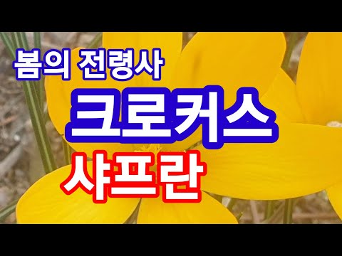 봄의 전령사 크로커스 ㆍ샤프란