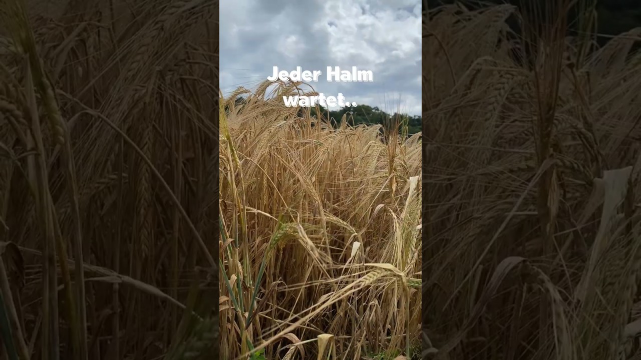 Kurz vor Regen & Ernte: Die letzten ruhigen Momente auf dem Feld