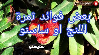 فوائد ثمرة اللنج او ساسنو