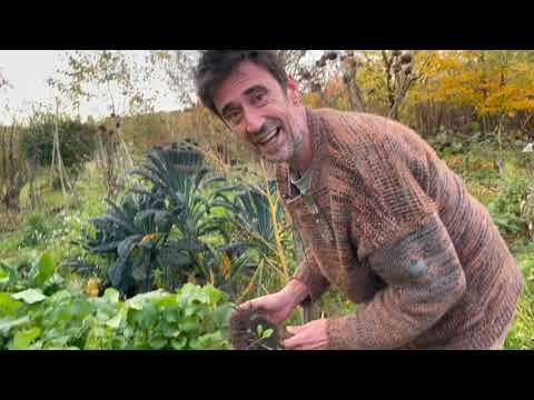 Le topinambour nain   un costaud !