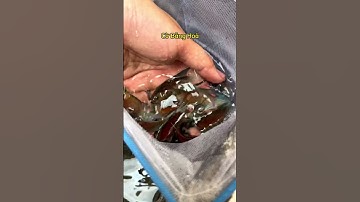 Cá Cờ về hàng #nghienthungxop #thuysinh