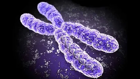 ¿Por qué es tan importante el cromosoma Y?